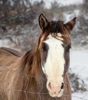 cavallo guardare al di sopra di un' recinto su un' inverno giorno foto