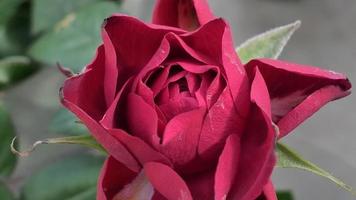 un' bellissimo rosa fiori all'aperto Rose nel il giardino natura sfondo foto