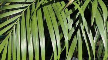 bellissimo strutturato verde sfondo di naturale tropicale le foglie foto
