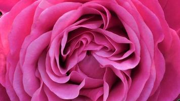 un' bellissimo rosa fiori all'aperto Rose nel il giardino natura sfondo foto