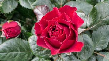 un' bellissimo rosa fiori all'aperto Rose nel il giardino natura sfondo foto