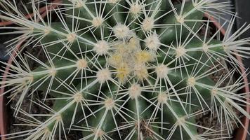 miniatura casa fiori succulente e cactus nel il serra natura sfondo foto