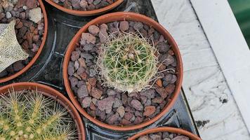 miniatura casa fiori succulente e cactus nel il serra natura sfondo foto