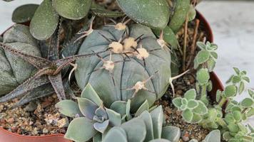 miniatura casa fiori succulente e cactus nel il serra natura sfondo foto