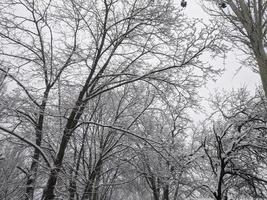 inverno nel il parco paesaggio sfondo foto