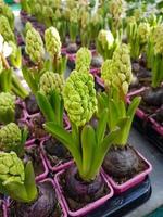 bellissimo giacinto nel il serra avvicinamento hyacinthus pianta sfondo foto