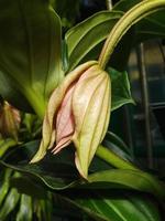 bellissimo medinilla fiore nel il serra avvicinamento foto