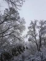 inverno nel il parco paesaggio sfondo foto