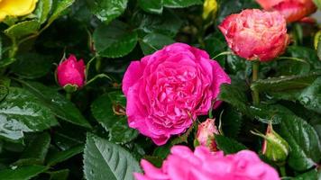 un' bellissimo rosa fiori all'aperto foto