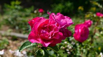 un' bellissimo rosa fiori all'aperto foto