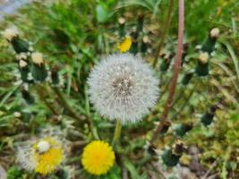 un' bellissimo denti di leone fiori all'aperto foto