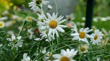 un' bellissimo daysies fiori all'aperto foto