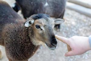 carino pecora e capre su il azienda agricola foto