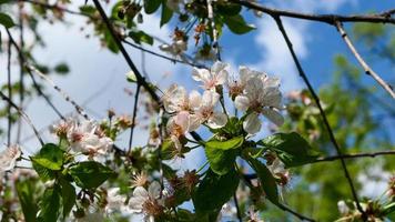 bellissimo sakura fiori foto