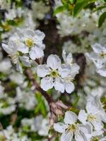 bellissimo sakura fiori foto