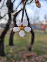 bellissimo sakura fiori foto