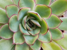 miniatura casa fiori succulente e cactus nel il serra natura sfondo foto