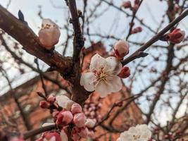 bellissimo sakura fiori foto