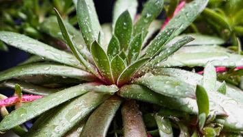 miniatura casa fiori succulente e cactus nel il serra natura sfondo foto