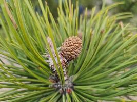 conifera con cono verde natura sfondo foto