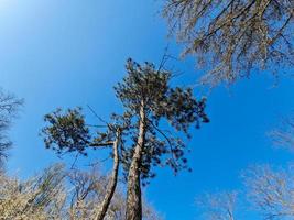 guardare su Visualizza a alberi verde foto