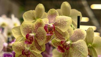 bellissimo phalaenopsis orchidee foto