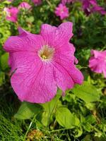 bellissimo petunia fiori foto