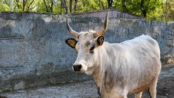 bellissimo mucca ritratto nel il zoo foto