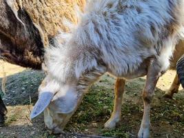 carino pecora e capre su il azienda agricola foto