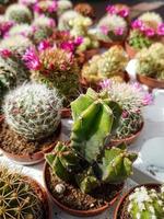 miniatura casa fiori succulente e cactus nel il serra natura sfondo foto