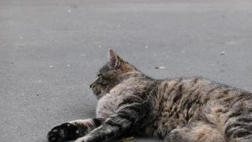 senza casa gatto nel il strada ritratto foto