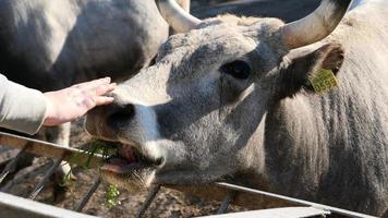 bellissimo mucca ritratto nel il zoo foto