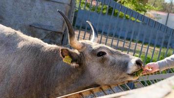 bellissimo mucca ritratto nel il zoo foto