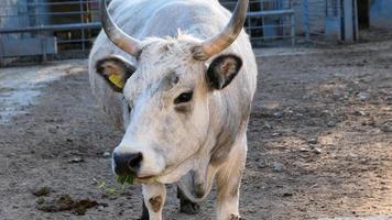 bellissimo mucca ritratto nel il zoo foto