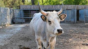 bellissimo mucca ritratto nel il zoo foto