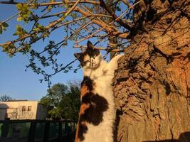 senza casa gatto nel il strada ritratto foto