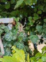 ragno nel un' ragnatela con verde fogliame nel il sfondo foto