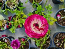 bellissimo ranuncolo fiori foto