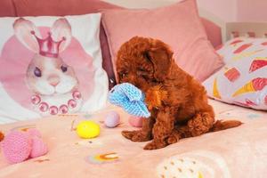 su il letto bugie un' festivo Pasqua decorazione - dipinto uova e a maglia luminosa lepri con quale un' piccolo barboncino cucciolo giochi foto