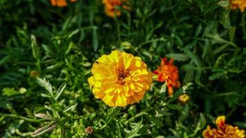 un' bellissimo calendula fiori all'aperto foto