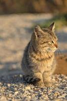 carino vagante gattino seduta su il terra. sfocato sfondo. foto