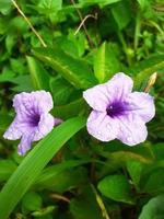 viola tromba fiore o ruellia tuberosa foto