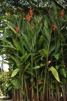 heliconia psittacorum è un' perenne erba nativo per il caraibico e Sud America. natura. foto