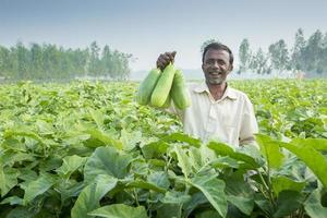 bangladesh novembre 25, 2014 un' contadino mostrando il bari bt melanzana coltivato nel il suo campo sotto il precisione agricoltura tecnica nel pigong villaggio nel Thakurgaon, rajshahi divisione, bangladesh. foto