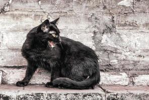 gatto sibilante su un muro di mattoni foto