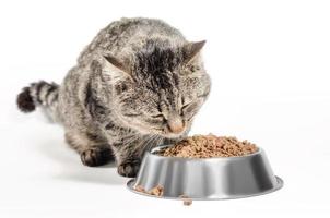 gatto che mangia cibo secco foto