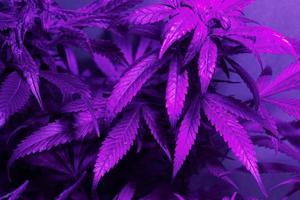 foglie di cannabis sotto illuminazione a led foto
