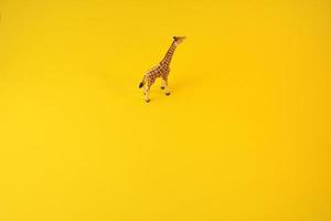 giraffa isolato su sfondo giallo foto