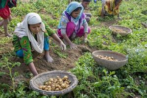 bangladesh novembre 25, 2014 Patata raccolta Locale donne raccoglie patate nel loro i campi a Thakurgong, bangladesh. foto
