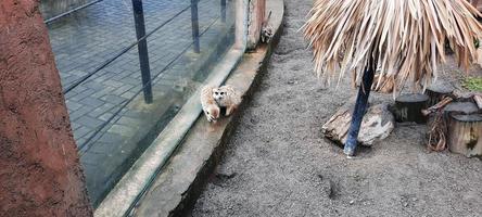 meerkat nel un' zoo gabbia foto